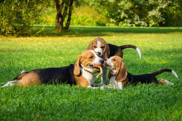 Photo dog lying on grass