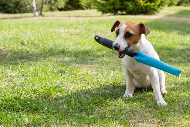 Foto cane sdraiato sull'erba