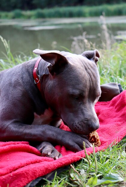 Dog lying on grass