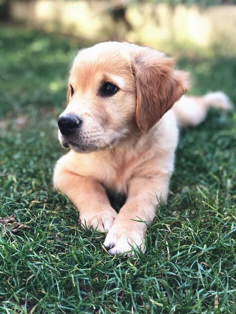 Photo dog lying on grass