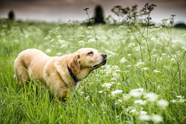 Foto cane sdraiato sull'erba