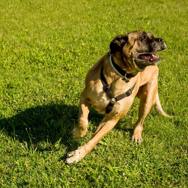 Foto cane sdraiato sull'erba