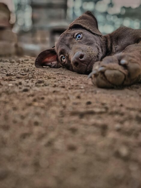 Photo dog lying on ground