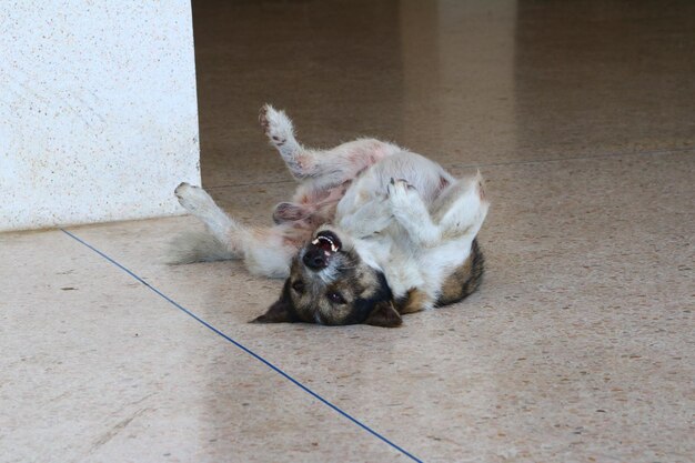 写真 犬が床に横たわっている