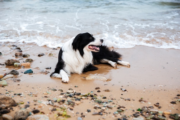 Cane sdraiato e rilassante sulla spiaggia