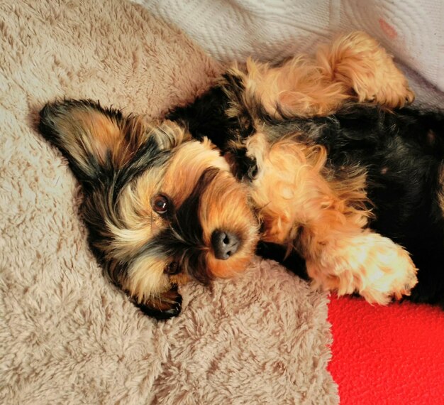 Photo dog lying on sofa