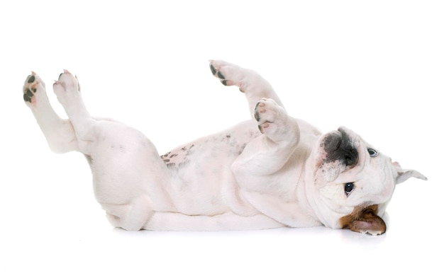 Dog lying on white background