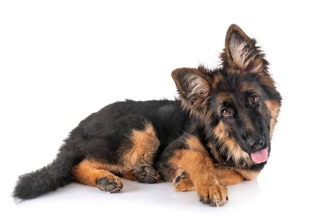 Dog lying on white background