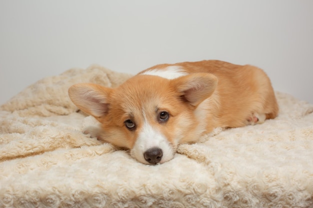 A dog lying on a white blanket with a brown and white face.