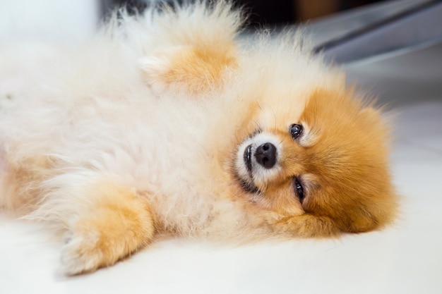 白い床に豪華なホテルの部屋に横たわっている犬