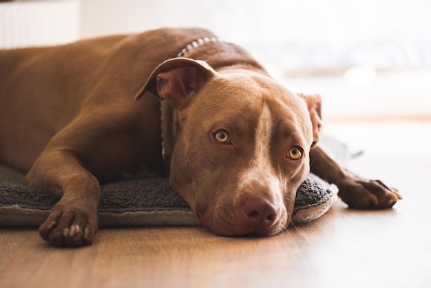庭のドアの隣に休んでいる茶色のアムスタフ・テリアが屋内木製の床に横たわっている犬