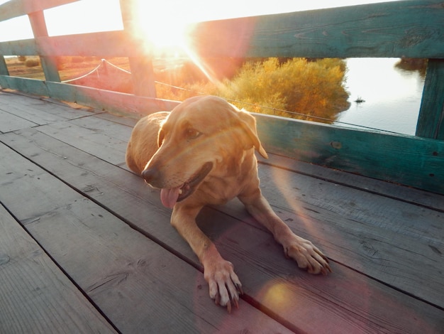 Photo dog lying on wooden floor