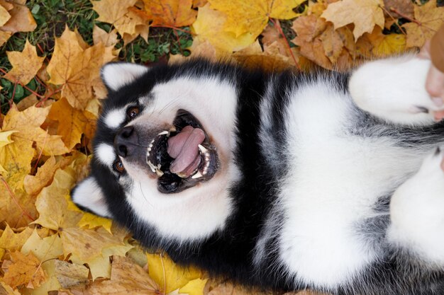 The dog malamute is lying on the grass