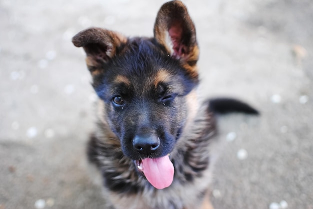 犬-男の親友