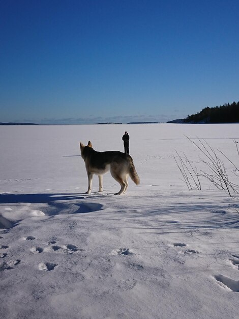 Dog and man on snow covered land against sky