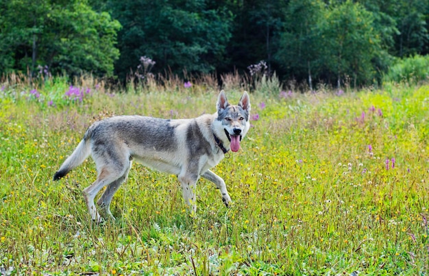 牧草地の犬