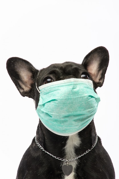 Dog in a medical mask. French Bulldog. Coronavirus