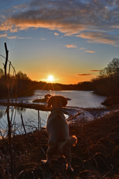 Собака встречает рассвет на озере