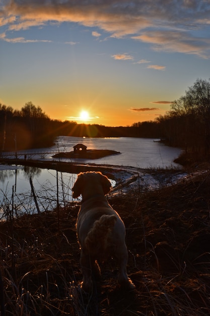 Собака встречает рассвет на озере