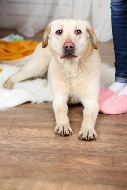 Photo dog in messy room