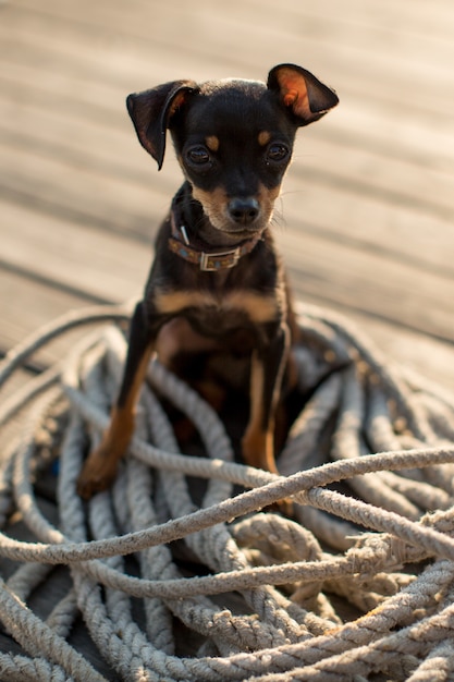 犬のミニチュアピンシャー子犬