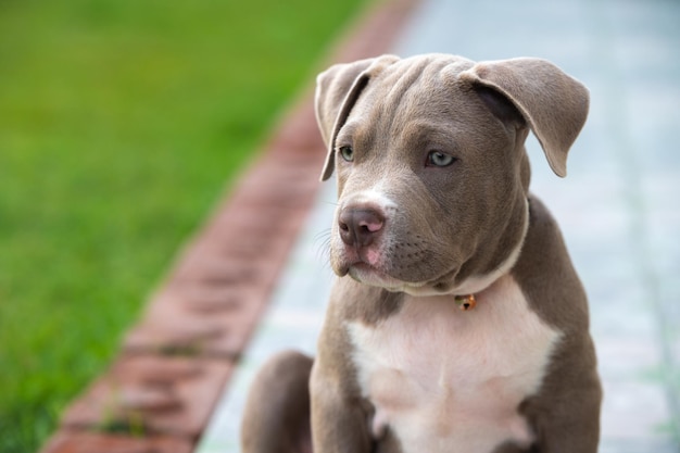 Dog mom American bully puppy hond, Grappig en schattig huisdier