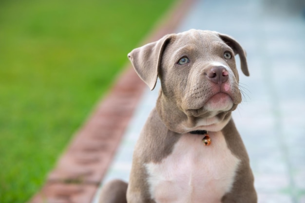 Dog mom American bully puppy hond, Grappig en schattig huisdier