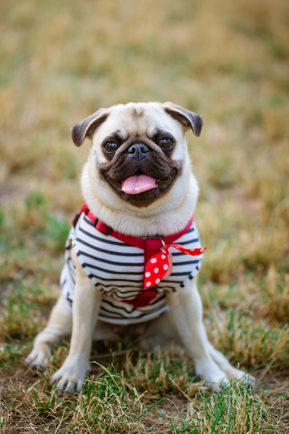 Dog Mops. lovely happy fat cute pug dog on the green grass floor under warm summer sunlight making funny face