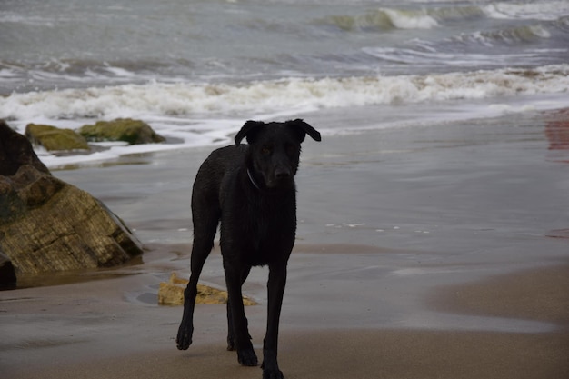 A dog on the most popular beaches of Mar del Plata City Argentina