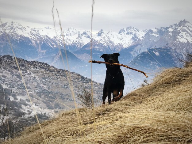 Foto cane sulla montagna contro il cielo