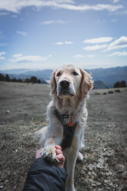 Dog on a mountain giving paw