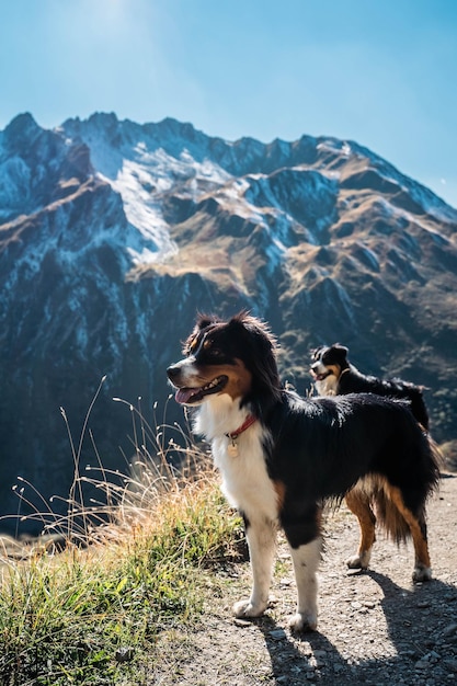 Foto cane in montagna