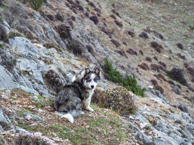 山の中の犬。山の斜面に毛むくじゃらのシベリアンハスキー犬。早朝の山の盲導犬。