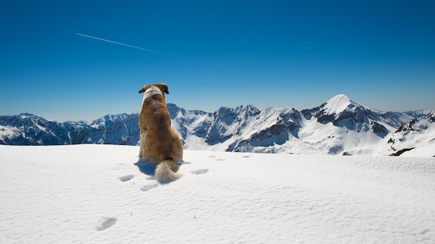 Il cane in montagna sulla neve osserva il paesaggio