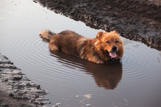 泥の中の犬。