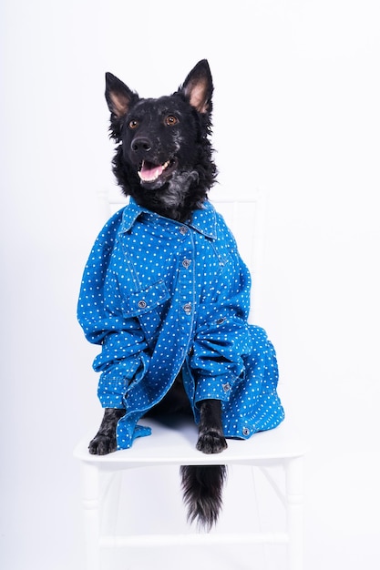 Dog mudi wearing shirtfront isolated on white background in studio