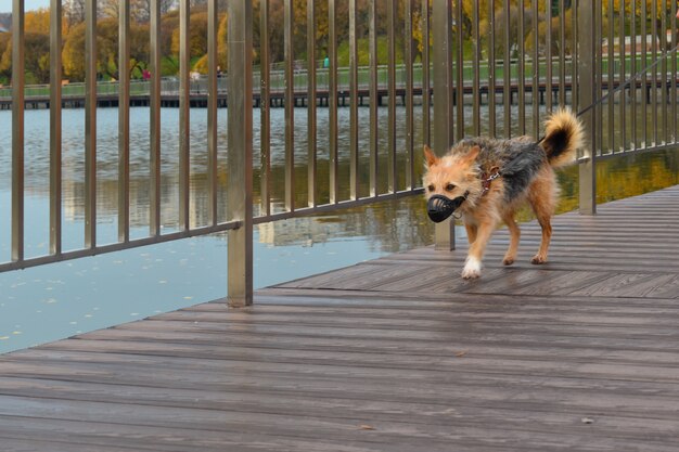 Dog in a muzzle on a leash