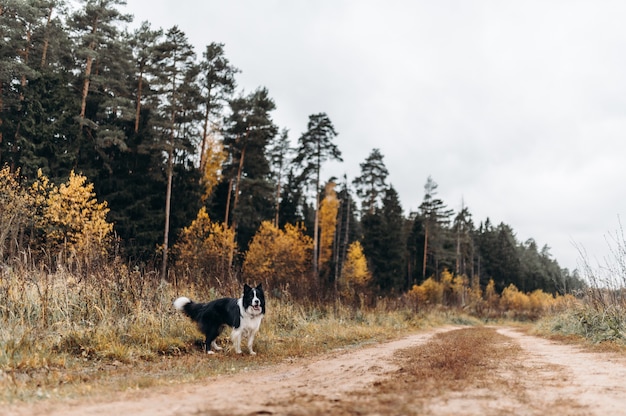 Dog in nature Autumn mood Border collie in leaf fall in the forest