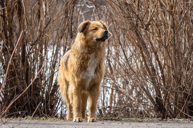 Собака на природе