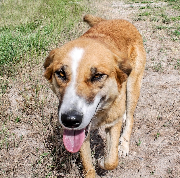 Dog in the nature