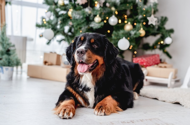 Dog near christmas tree at home