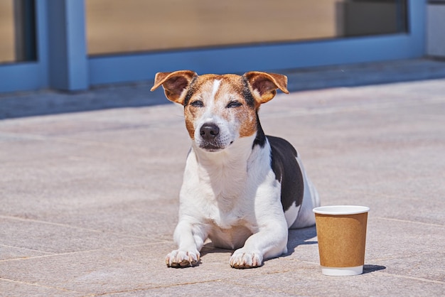 covid19中の散歩のための寄付のカップの近くの犬