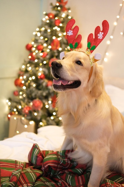 犬の新年、クリスマス。ゴールデンレトリバー