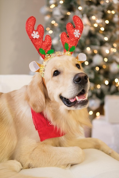 犬の新年、クリスマス。ゴールデンレトリバー