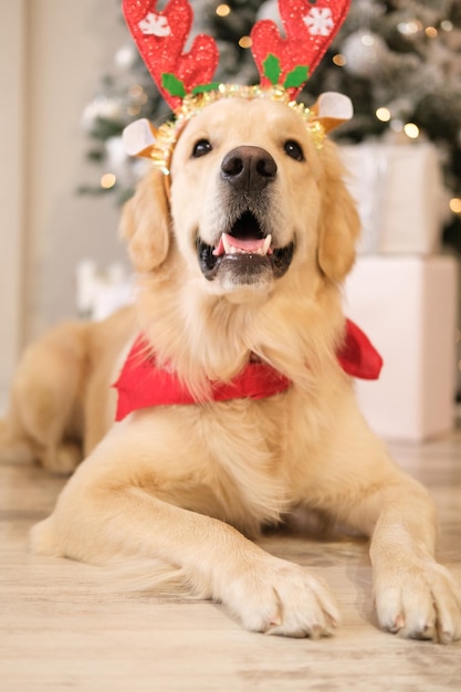 犬の新年、クリスマス。ゴールデンレトリバー