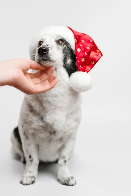 Dog in a New Year's hat. Light-colored dog with black spots.