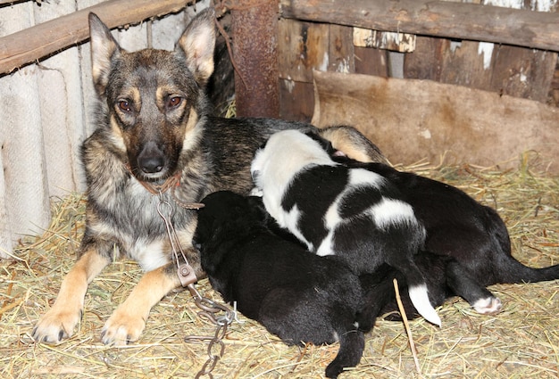 犬と生まれたばかりの子犬