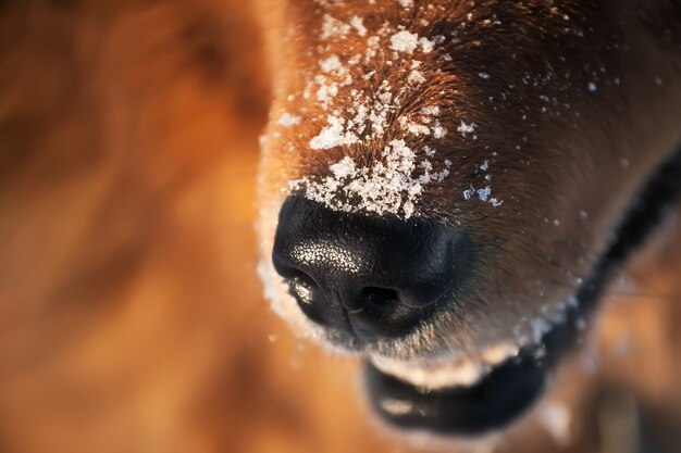 Photo dog nose with the snowflakes