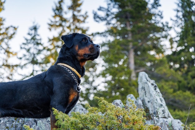 ロットワイラー犬種の犬は、空を背景に植生と森のある山の棚に立っています