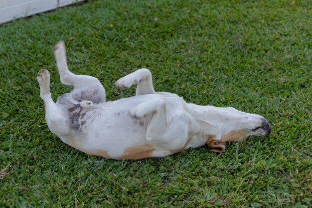 写真 夏の晴れた日に緑の草に白と茶色の色の犬